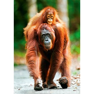 Trefl (10514) - "Orangutan, Indonesia" - 1000 Teile Puzzle