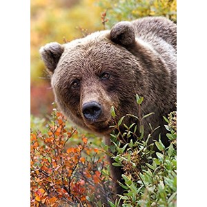 Trefl (10518) - "Grizzly, Alaska, USA" - 1000 Teile Puzzle
