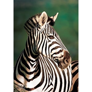 Trefl (10504) - "Zebra" - 1000 Teile Puzzle