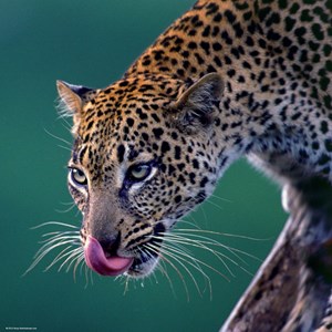 Heye (29421) - "Leopard" - 1000 Teile Puzzle