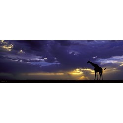 Heye (29471) - Alexander von Humboldt: "Sunset" - 1000 Teile Puzzle