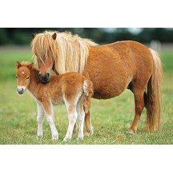 Schmidt Spiele (55588) - "Pferde" - 26 48 Teile Puzzle