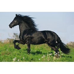 Schmidt Spiele (55588) - "Pferde" - 26 48 Teile Puzzle