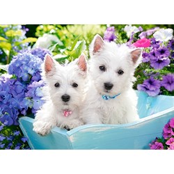 Castorland (B-066100) - "Westie Welpen" - 60 Teile Puzzle