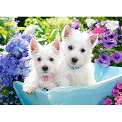 Castorland (B-222032) - "Westie Puppies" - 200 Teile Puzzle