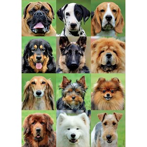 Educa (17963) - "Hundecollage" - 500 Teile Puzzle