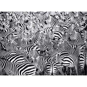 Ravensburger (14807) - "Zebra" - 500 Teile Puzzle