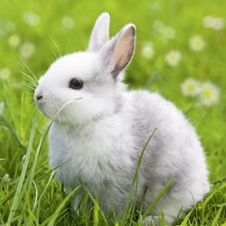 Ravensburger (08041) - "Niedliche Häschen" - 49 Teile Puzzle