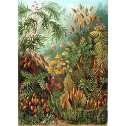 Puzzle Michele Wilson (A736-350) - Ernst Haeckel: "Ernst Haeckel" - 350 Teile Puzzle