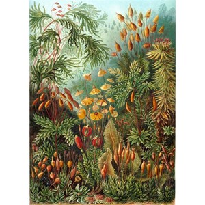 Puzzle Michele Wilson (A736-350) - Ernst Haeckel: "Ernst Haeckel" - 350 Teile Puzzle