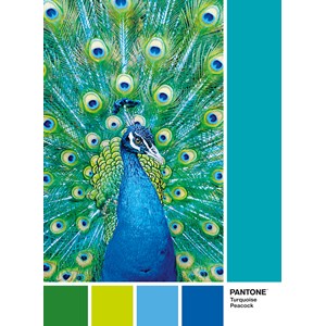 Clementoni (39495) - "Turquoise Peacock" - 1000 Teile Puzzle