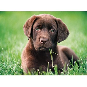 Clementoni (35072) - "Niedlicher Welpe" - 500 Teile Puzzle