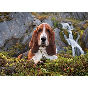 Clementoni (39511) - "Basset Hound" - 1000 Teile Puzzle