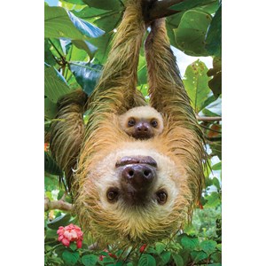 Eurographics (8251-5556) - "Sloths" - 250 Teile Puzzle