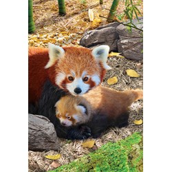 Eurographics (8251-5557) - "Red Pandas" - 250 Teile Puzzle
