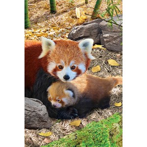 Eurographics (8251-5557) - "Red Pandas" - 250 Teile Puzzle