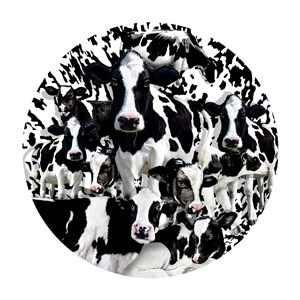 SunsOut (35102) - Lori Schory: "Herd of Cows" - 1000 Teile Puzzle