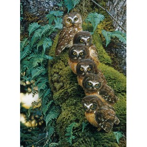 Cobble Hill (80018) - "Die Eulenfamilie" - 1000 Teile Puzzle