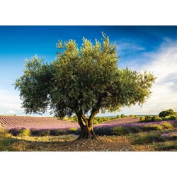 Schmidt Spiele (58357) - "Olive Tree in Provence" - 1000 Teile Puzzle