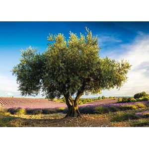 Schmidt Spiele (58357) - "Olive Tree in Provence" - 1000 Teile Puzzle