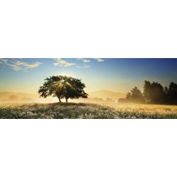 Heye (29901) - "Lichtspiele" - 1000 Teile Puzzle