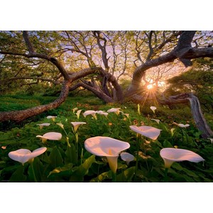 Heye (29906) - "Calla Clearing" - 1000 Teile Puzzle