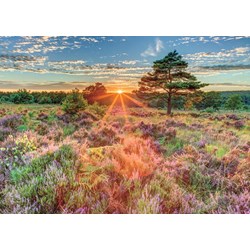 Jumbo (18524) - "Heide-Landschaft im Sonnenuntergang" - 500 Teile Puzzle