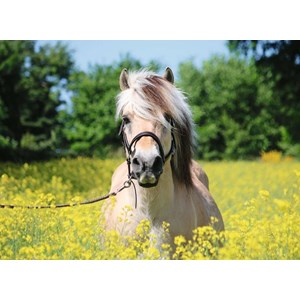Ravensburger (15038) - "Pferd im Rapsfeld" - 500 Teile Puzzle