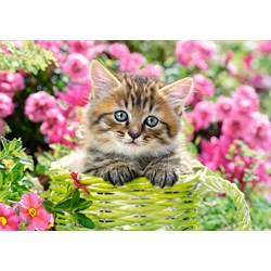 Castorland (B-52974) - "Kitten in Flower Garden" - 500 Teile Puzzle