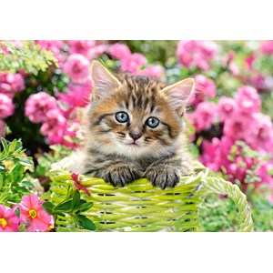 Castorland (B-52974) - "Kitten in Flower Garden" - 500 Teile Puzzle