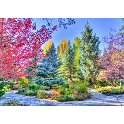 Grafika (t-00853) - "Colorful Forest, Colorado, USA" - 1000 Teile Puzzle
