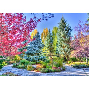 Grafika (t-00853) - "Colorful Forest, Colorado, USA" - 1000 Teile Puzzle