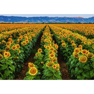 Ravensburger (15288) - Susan Taylor: "Feld von Sonnenblumen" - 1000 Teile Puzzle