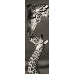 Dino (54537) - "Giraffen" - 1000 Teile Puzzle