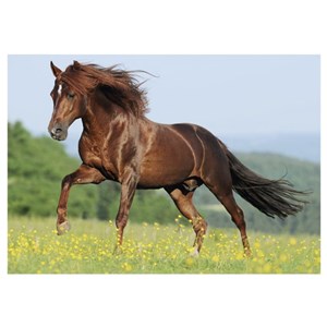 Dino (50241) - "Pferd auf einer Wiese" - 500 Teile Puzzle