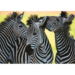 Dino (50226) - "3 Zebras" - 500 Teile Puzzle