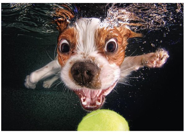 Dino (50245) - "Welpe unter Wasser" - 500 Teile Puzzle