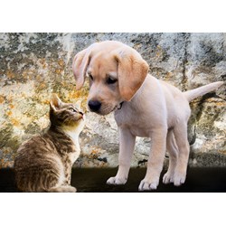 Bluebird Puzzle (70004) - "Kitten and Puppy" - 500 Teile Puzzle