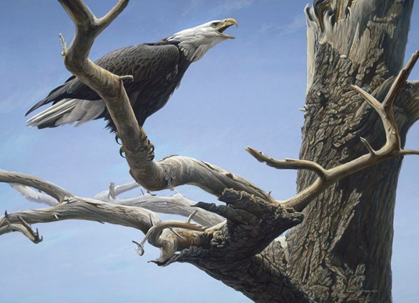 Cobble Hill (85059) - Robert Bateman: "Call of the Wild" - 500 Teile Puzzle