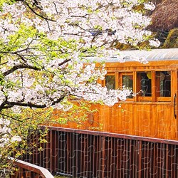 Pintoo (h1483) - "Forest Train in Alishan National Park" - 1000 Teile Puzzle