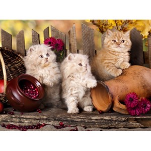 Grafika (01142) - "Persian kittens" - 2000 Teile Puzzle