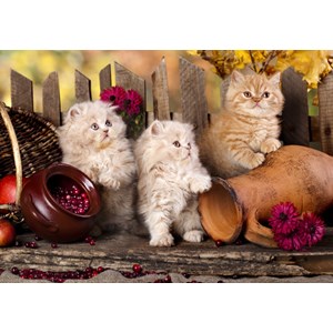 Grafika (01143) - "Persian kittens" - 1000 Teile Puzzle