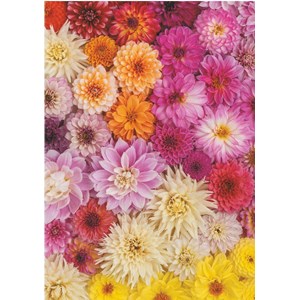 Piatnik (5518) - "Dahlias" - 1000 Teile Puzzle