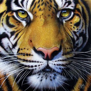 SunsOut (58628) - JQ Licensing: "Golden Tiger Face" - 1000 Teile Puzzle