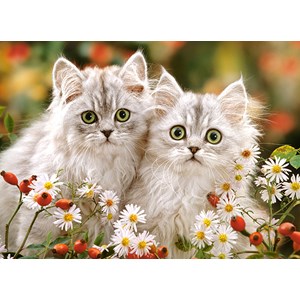 Castorland (B-222131) - "Persian Kittens" - 200 Teile Puzzle