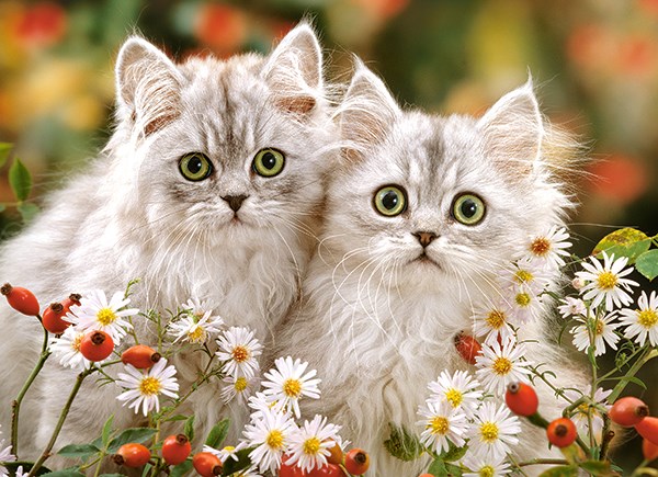 Castorland (B-222131) - "Persian Kittens" - 200 Teile Puzzle