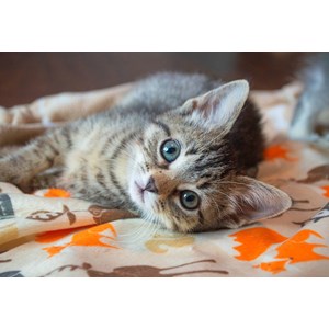 Bluebird Puzzle (70368) - "Kitten" - 260 Teile Puzzle