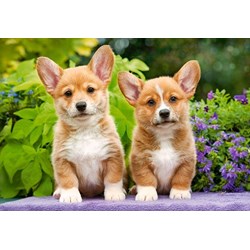 Castorland (C-104659) - "Welsh Corgi Puppies" - 1000 Teile Puzzle