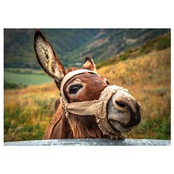 Dino (50248) - "Donkey" - 500 Teile Puzzle