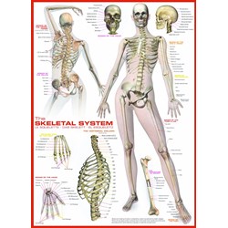 Eurographics (6000-2014) - "The Skeletal System" - 1000 Teile Puzzle